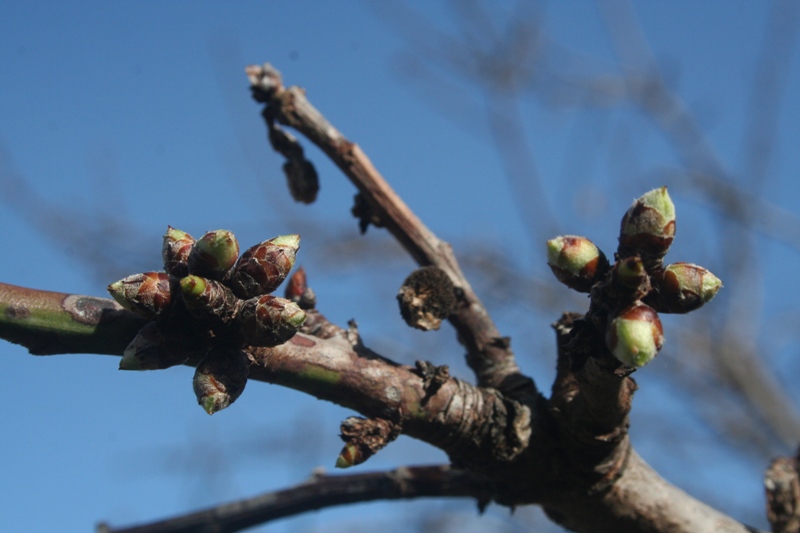 Buds swell on the grape vines